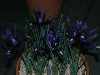 Iris reticulata 'Anemone'